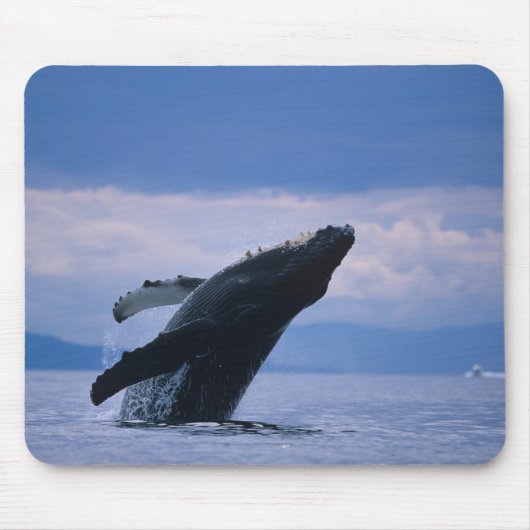 USA, Alaska, Tongass National Forest, Humpback Mousepad (Vorne)