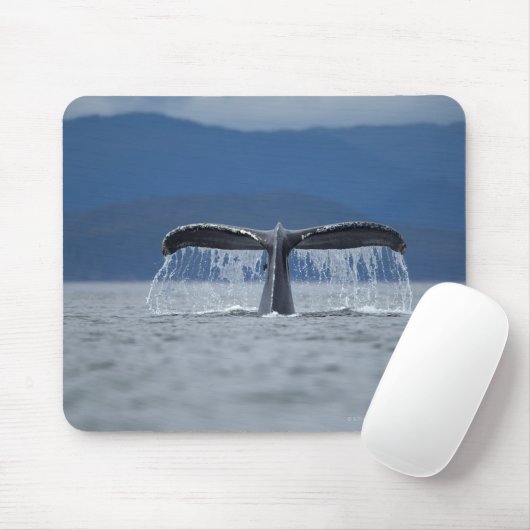 USA, Alaska, Tongass National Forest, Humpback Mousepad (Mit Mouse)