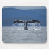 USA, Alaska, Tongass National Forest, Humpback Mousepad (Vorne)