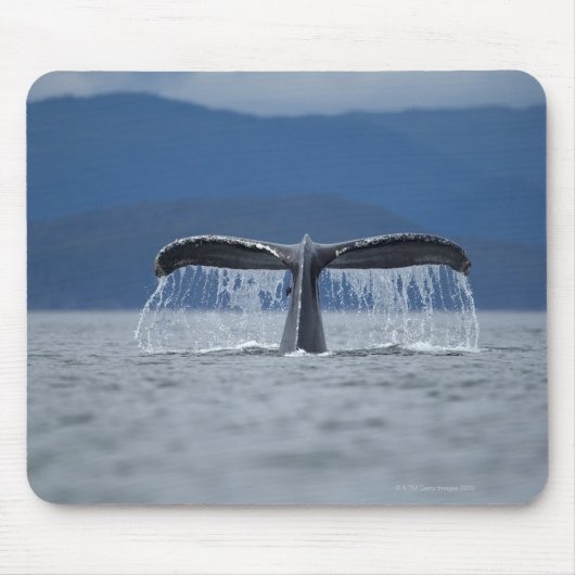 USA, Alaska, Tongass National Forest, Humpback Mousepad (Vorne)