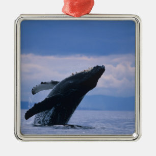 USA, Alaska, Tongass National Forest, Humpback Ornament Aus Metall