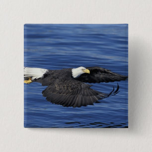 USA, Alaska, Weißkopfseeadler auf der Kenai-Halbin Button