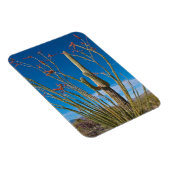 USA, Arizona. Cactus In Saguaro National Park Magnet (Rechte Seite)