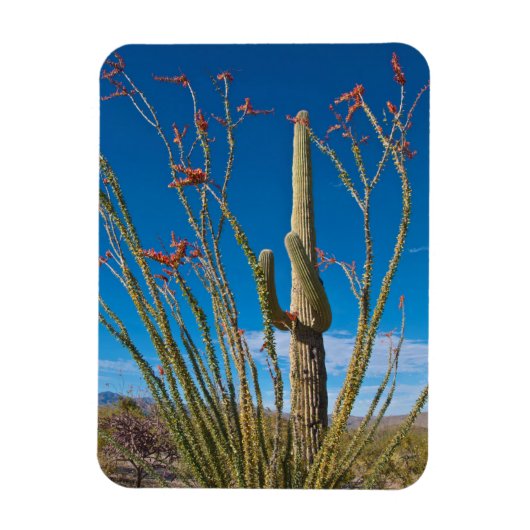 USA, Arizona. Cactus In Saguaro National Park Magnet (Vertikal)