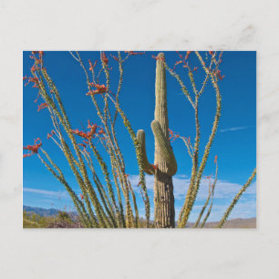 USA, Arizona. Cactus In Saguaro National Park Postkarte