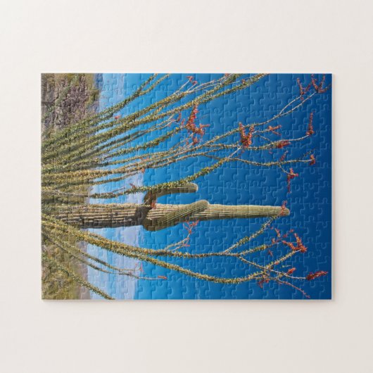 USA, Arizona. Cactus in Saguaro Puzzle (Horizontal)