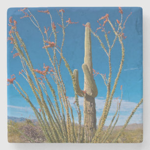 USA, Arizona. Cactus in Saguaro Steinuntersetzer