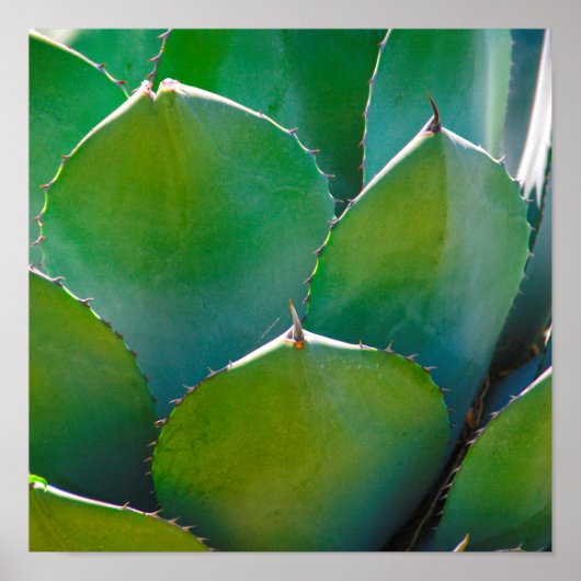 USA, Arizona. Close-Up Of Succulent Plant Poster (Vorne)
