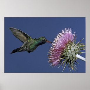 USA, Arizona. großflächig Poster