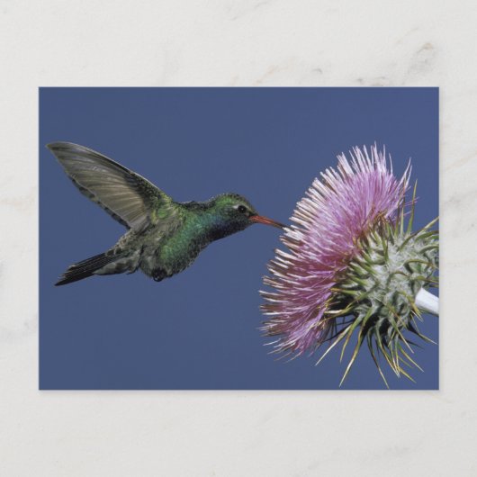 USA, Arizona. großflächig Postkarte (Vorderseite)