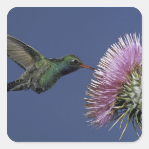 USA, Arizona. großflächig Quadratischer Aufkleber