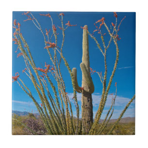 USA, Arizona. Kaktus im Saguaro-Nationalpark Fliese