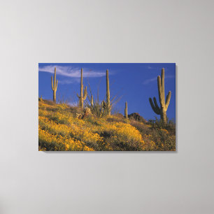 USA, Arizona, Organ Pipe Cactus National 2 Leinwanddruck