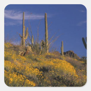 USA, Arizona, Organ Pipe Cactus National 2 Quadratischer Aufkleber