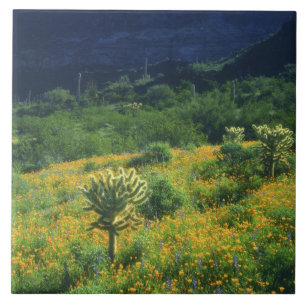 USA, Arizona, Organ Pipe Cactus National Fliese