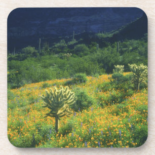 USA, Arizona, Organ Pipe Cactus National Getränkeuntersetzer