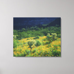 USA, Arizona, Organ Pipe Cactus National Leinwanddruck