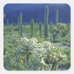 USA, Arizona, Organ Pipe Cactus National Quadratischer Aufkleber