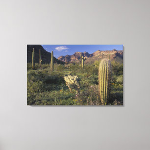 USA, Arizona, Organ Pipe National Monument. Leinwanddruck