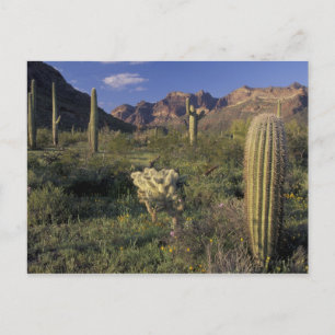 USA, Arizona, Organ Pipe National Monument. Postkarte