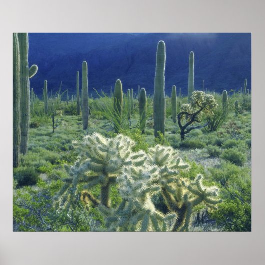 USA, Arizona, Orgelpfeife Cactus National Poster (Vorne)