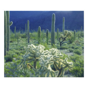 USA, Arizona, Orgelpipe Cactus National Fotodruck