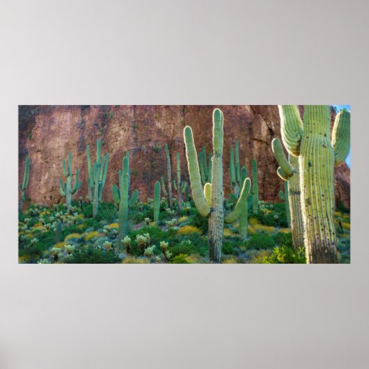 USA, Arizona. Saguaro Cactus field by Cliff Poster (Vorne)