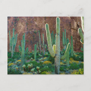 USA, Arizona. Saguaro Cactus field by Cliff Postkarte