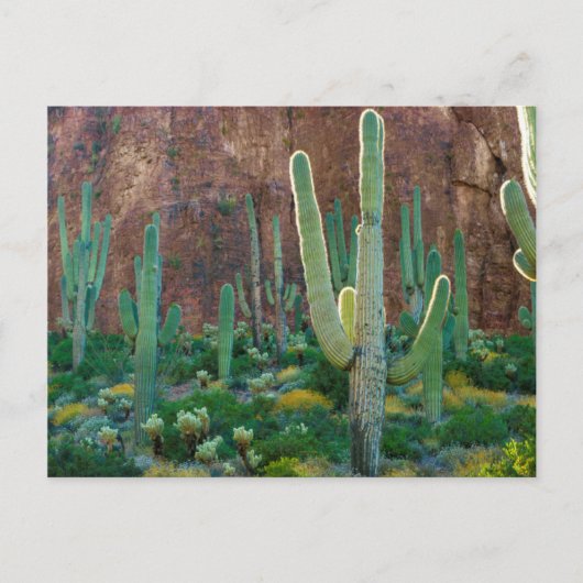 USA, Arizona. Saguaro Cactus field by Cliff Postkarte (Vorderseite)