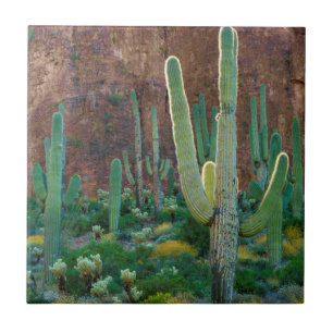 USA, Arizona. Saguaro-Kakteenfeld an einer Klippe Fliese