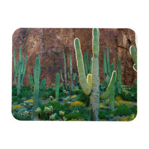 USA, Arizona. Saguaro-Kakteenfeld an einer Klippe Magnet