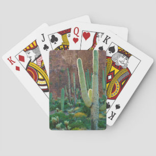 USA, Arizona. Saguaro-Kakteenfeld an einer Klippe Spielkarten