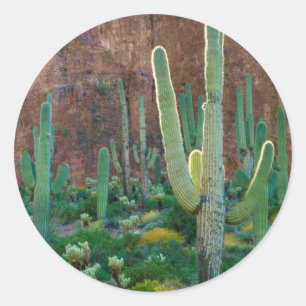 USA, Arizona. Saguaro-Kaktusfeld an einer Klippe Runder Aufkleber
