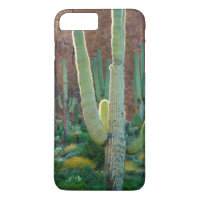 USA, Arizona. Saguaro-Kaktusfeld durch eine Klippe