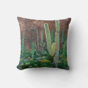 USA, Arizona. Saguaro-Kaktusfeld durch eine Klippe Kissen