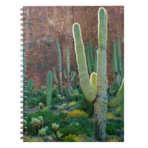 USA, Arizona. Saguaro-Kaktusfeld durch eine Klippe Notizblock