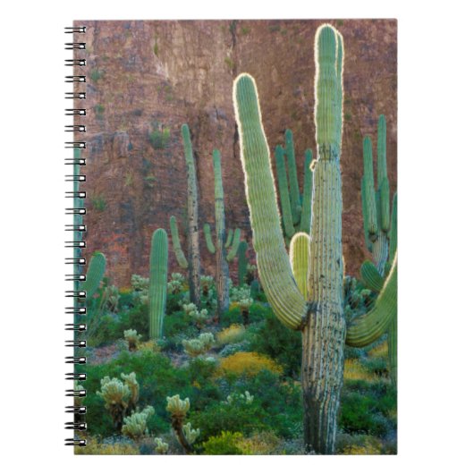 USA, Arizona. Saguaro-Kaktusfeld durch eine Klippe Notizblock (Vorderseite)