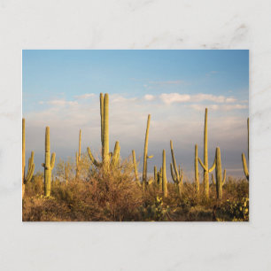 USA, Arizona, Saguaro National Park, Saguaro Postkarte