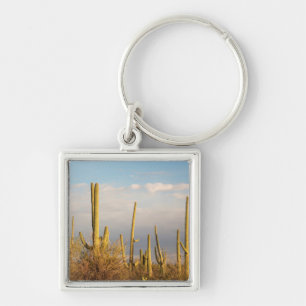USA, Arizona, Saguaro National Park, Saguaro Schlüsselanhänger