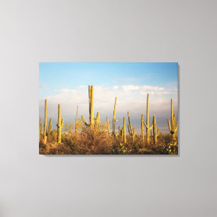 USA, Arizona, Saguaro-Nationalpark, Saguaro Leinwanddruck