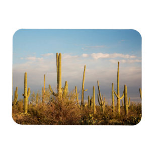USA, Arizona, Saguaro-Nationalpark, Saguaro Magnet