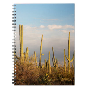 USA, Arizona, Saguaro-Nationalpark, Saguaro Notizblock