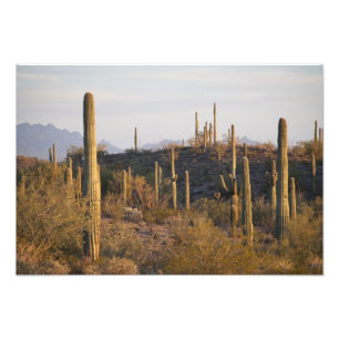 USA, Arizona, Sonoran Desert, Ajo, Ajo 2 Fotodruck