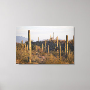 USA, Arizona, Sonoran Desert, Ajo, Ajo 2 Leinwanddruck