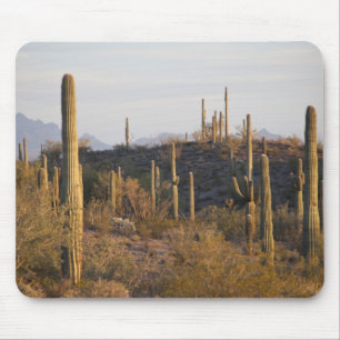USA, Arizona, Sonoran Desert, Ajo, Ajo 2 Mousepad