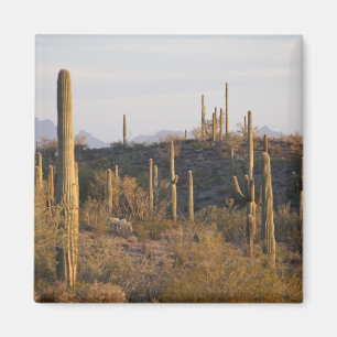 USA, Arizona, Sonoran-Wüste, Ajo, Ajo 2 Magnet