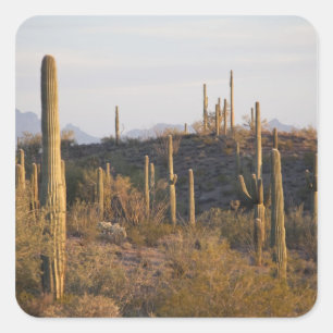 USA, Arizona, Sonoran-Wüste, Ajo, Ajo 2 Quadratischer Aufkleber