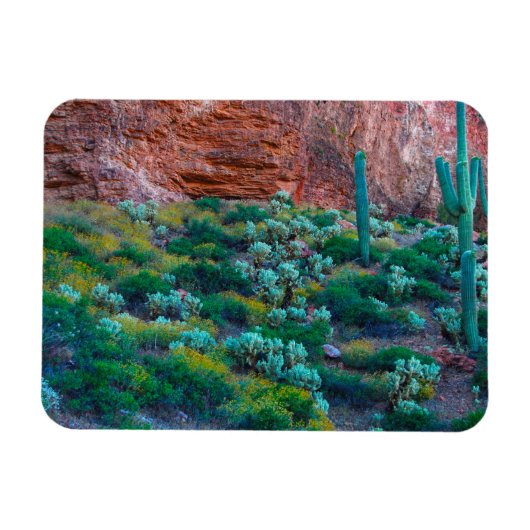 USA, Arizona. Wüste Flora Magnet (Horizontal)