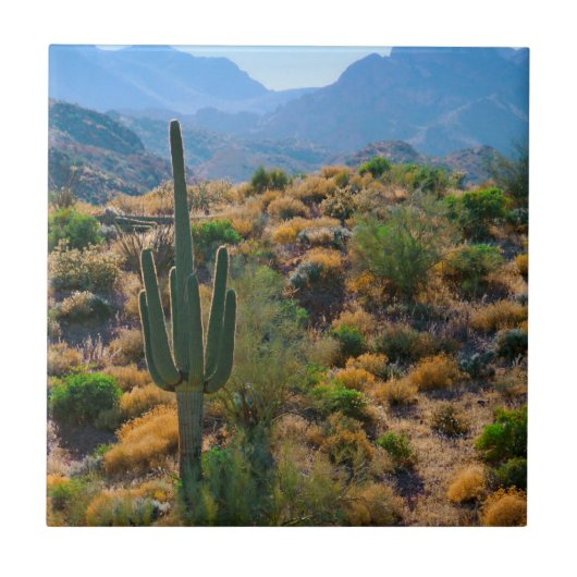 USA, Arizona. Wüstenansicht Fliese (Vorderseite)