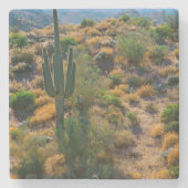 USA, Arizona. Wüstenansicht Steinuntersetzer (Vorderseite)